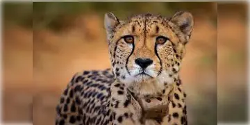 Read more about - Cheetahs in India | ভারতে আসছে ৮ বতসোয়ানিয়ান চিতা! রাষ্ট্রপতি দ্রৌপদী মুর্মুকে উপহার গ্যাবোরোনের