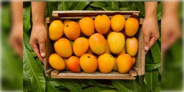 Read more about - Malda Mangoes | ইতালি-দুবাইয়ে পাড়ি মালদার হিমসাগর-আম্রপালির, বিদেশি রসনা তৃপ্ত করতে চাহিদা বাড়ছে বঙ্গের আমের