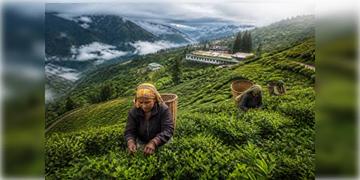 Read more about - Darjeeling Tea | এক দশকে ৪৬% কমলো দার্জিলিং চায়ের রপ্তানি, কমেছে চায়ের উৎপাদনও! শঙ্কায় শিল্পমহল!