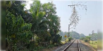 Read more about - Howrah-Digha Train | ওভারহেড তারের ওপর ভাঙলো আস্ত বাঁশ গাছ! হাওড়া-দিঘা লাইনে ব্যাহত ট্রেন পরিষেবা