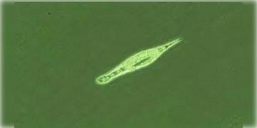 Read more about - Bdelloid Rotifer | প্রায় ২৪ হাজার বছর পর ভাঙলো ' শীতঘুম', সাইবেরিয়ার এক আণবিক জীবকে উদ্ধার করে পুনরুজ্জীবিত করলেন বিজ্ঞানীরা!