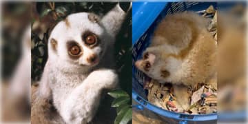 Read more about - Animal Trafficking | কল্যাণী থেকে উদ্ধার বিরল প্রজাতির বন্যপ্রাণী বেঙ্গল স্লো লরিসের শাবক, গ্রেপ্তার দুই!