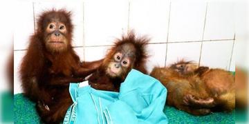 Read more about - Orangutans | ইন্দোনেশিয়া থেকে বালেশ্বরে পাচার ৫ শিশু ওরাংওটাং? দেশে ফেরাতে শুরু DNA পরীক্ষা!