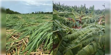 Read more about - Cyclone Arnab | ঘূর্ণিঝড় অর্ণবের দাপটে নষ্ট কলা ও আখের ক্ষেত, মাথায় হাত অন্ধ্রের কৃষকদের