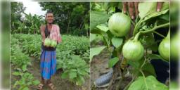 Read more about - Ashapur Brinjal GI Tag | আম-সিল্কের পর এবার GI ট্যাগ পেলো আশাপুর বেগুন! স্বীকৃতির তালিকায় ওপরের দিকে মালদা