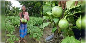Read more about - Ashapur Brinjal GI Tag | আম-সিল্কের পর এবার GI ট্যাগ পেলো আশাপুর বেগুন! স্বীকৃতির তালিকায় ওপরের দিকে মালদা