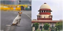 Read more about - Stray Dog Case | 'পথ কুকুরদের মেরে ফেলার কথা কেউ বলছে না, কিন্তু..', পথ কুকুর বিতর্কে রায়দান স্থগিত রাখল শীর্ষ আদালত!