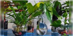 Read more about - Indoor Water Plants | কম খাটনিতে চোখের পলকে বাড়বে গাছ! ঘর সাজাতে বেছে নিন ইনডোর ওয়াটার প্ল্যান্ট!