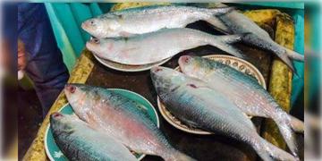 Read more about - Padma Hilsa | ছাড়পত্র দিল না বাংলাদেশের তারেক সরকার, পুজোর আগে ভারতে পদ্মার ইলিশ আসা নিয়ে চরম অনিশ্চয়তা!