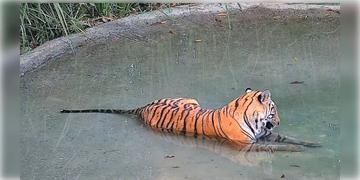 Read more about - Buxa Tigress | সঙ্গীর খোঁজে পড়শী দেশে পা বক্সার বাঘিনির! অসমের পথে হাটছে ডোরাকাটা