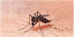Read more about - Kolkata Dengue Death | হু হু করে কমছিল ডেঙ্গির প্লেটলেট! দমদমে মৃত ১০ বছরের নাবালক!