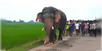 Read more about - Ramlal Elephant | রামলাল হাতিকে দেখতে জমায়েত, ভিড়ের মাঝে ট্রাক্টরের চাকায় পিষ্ট কিশোর!