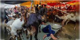 Read more about - Animal Slaughter Rules | যেখানে-সেখানে পশুহত্যায় 'না', নির্দেশ অমান্য করলেই জেল ও জরিমানা - ঘোষণা স্বরাষ্ট্র দপ্তরের