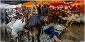 Read more about - Animal Slaughter Rules | যেখানে-সেখানে পশুহত্যায় 'না', নির্দেশ অমান্য করলেই জেল ও জরিমানা - ঘোষণা স্বরাষ্ট্র দপ্তরের
