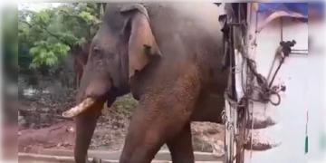 Read more about - Jhargram-Ramlal | সাতসকালে ভোটকেন্দ্রে দাঁতাল হাতি! ঝাড়গ্রাম বুথে হেলেদুলে হাজির রামলাল