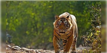 Read more about - Buxa Tiger Reserve | বিহার থেকে বাংলায় হেলিকপ্টারে উড়িয়ে আনা হয়েছিল, ১ মাসের মধ্যেই অসমে উধাও বাঘিনি, চিন্তায় বন দফতর!