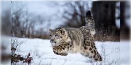 Read more about - Jammu & Kashmir | ভূস্বর্গের পাহারা দেবে ‘স্নো লেপার্ড’-‘মারখোর’! কাশ্মীরের নিরাপত্তায় এবার বন্যপশুও