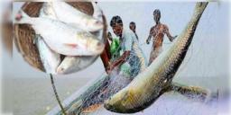 Read more about - Bangladesh | বাংলাদেশে ইলিশের হাহাকার, ৮ অক্টোবর থেকে মাছ ধরায় জারি নিষেধাজ্ঞা!