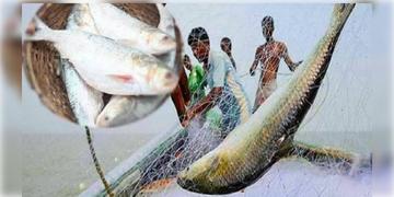 Read more about - Bangladesh | বাংলাদেশে ইলিশের হাহাকার, ৮ অক্টোবর থেকে মাছ ধরায় জারি নিষেধাজ্ঞা!